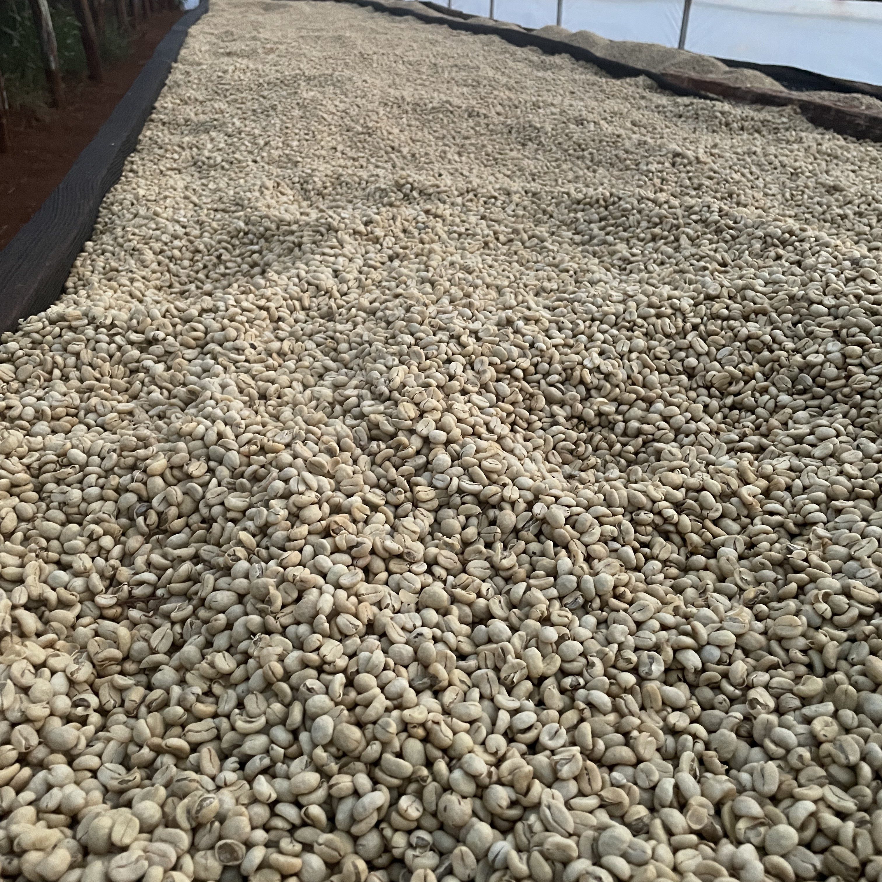 Kenya Kii AA Washed(24/25年クロップ) | ORIGIN COUNTRIES（オリジン